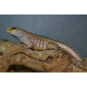 Colorful lizard with orange-red vertical stripes along its sides resting on a textured brown branch.