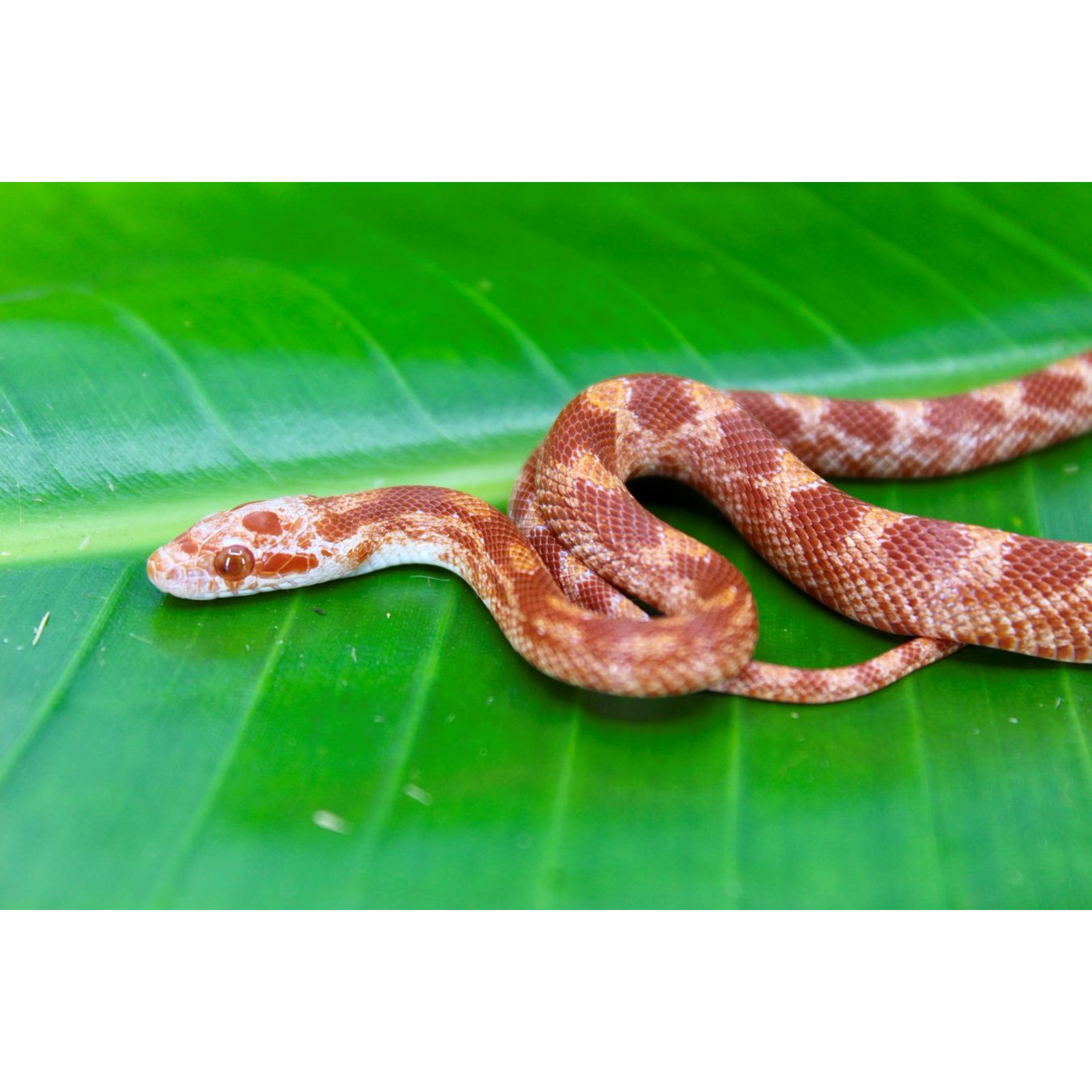 Red-brown patterned snake resting on a large green leaf.
