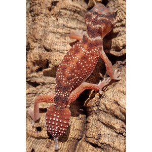 Red gecko with white polka dots climbing rough brown tree bark.