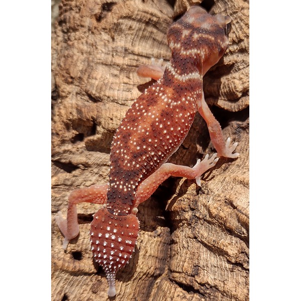 Red gecko with white polka dots climbing rough brown tree bark.