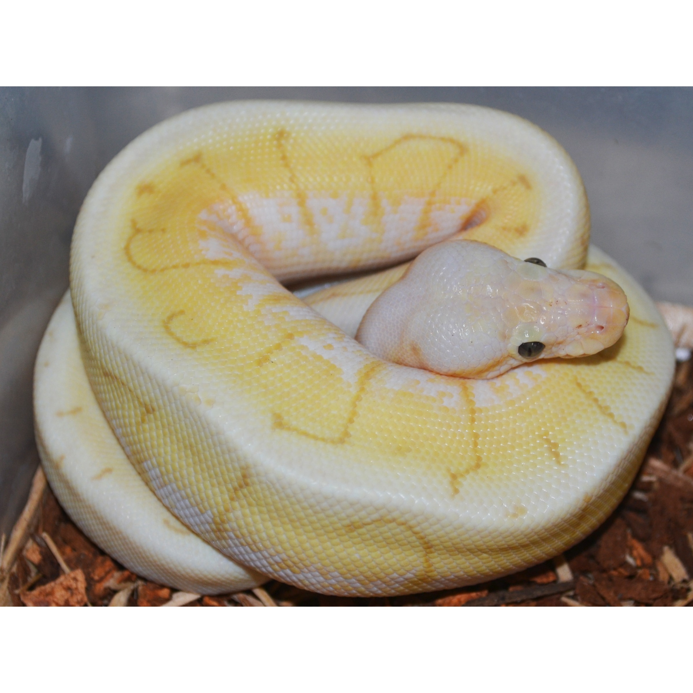 Sprinkle Ball Python Baby Banana Spinnerblast Ball Pythons | LLLReptile