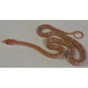 Orange-brown patterned snake coiled on a light surface.