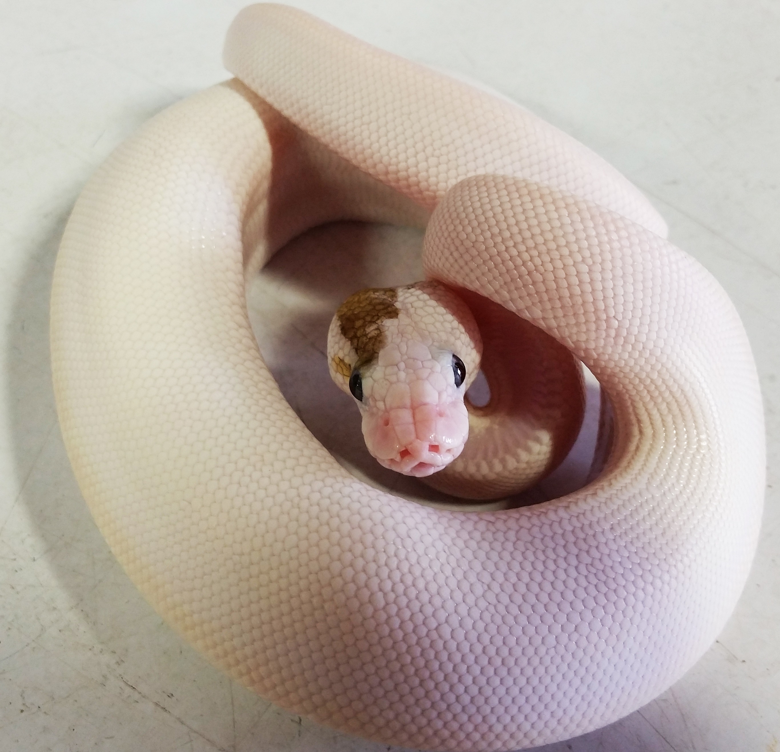 Baby Paradox BEL Ball Pythons | LLLReptile