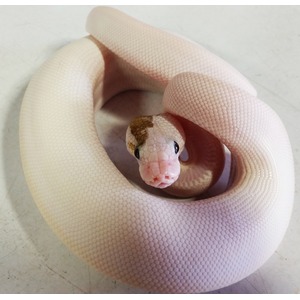 Pale pink snake coiled in a loop with head peeking forward and smooth, uniform scales.