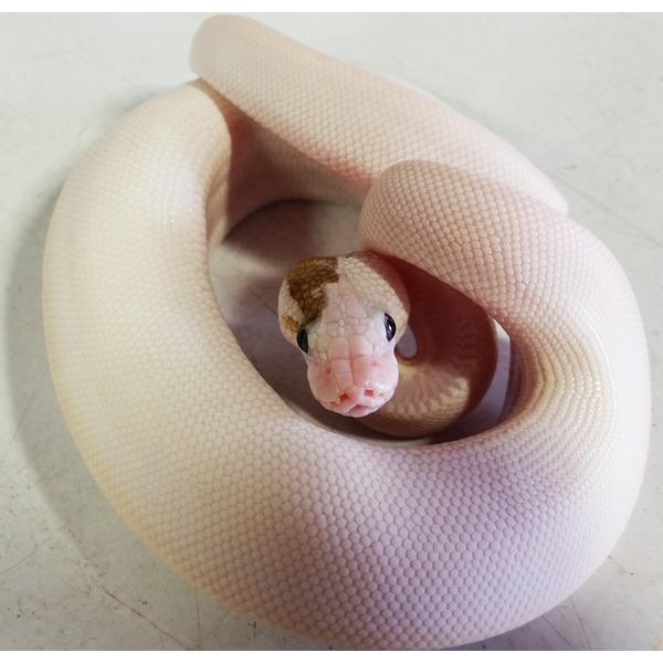 Pale pink snake coiled in a loop with head peeking forward and smooth, uniform scales.
