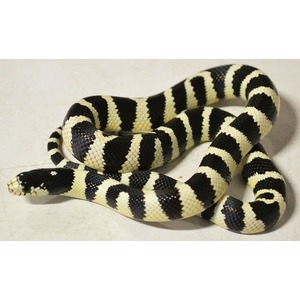 Black and white banded snake coiled on a light surface.