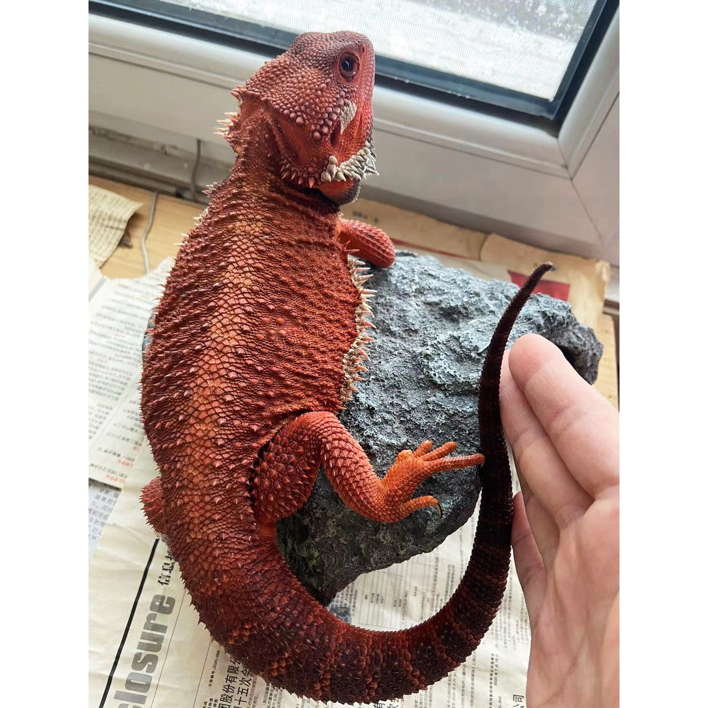 Red bearded dragon perched on a rock, close-up of its textured scales and curled tail held by a hand.