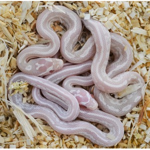 Albino snake coiled on wood shavings, pale pink and white scales.