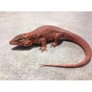Red-orange lizard with a long tail on a gray concrete floor.