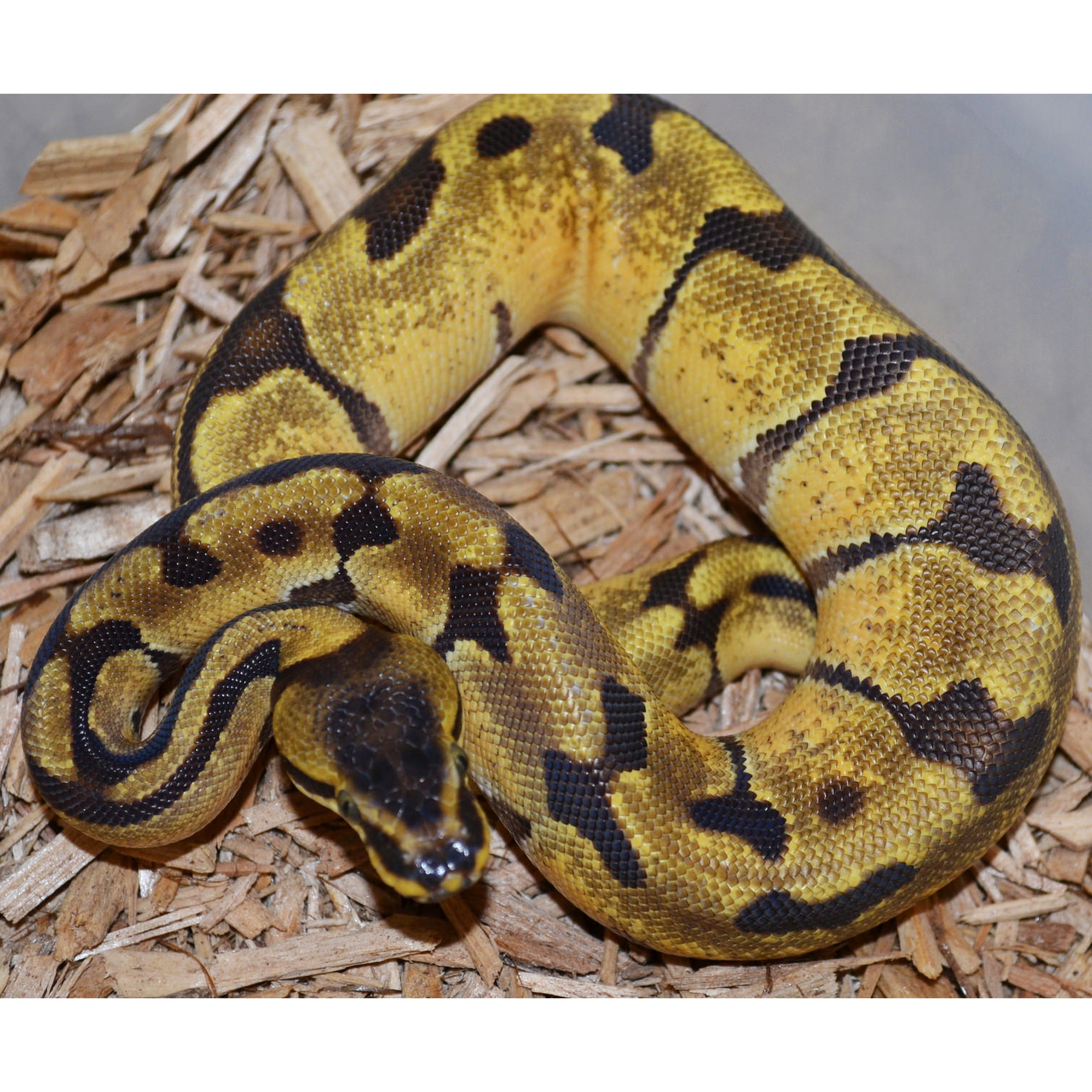 Coiled yellow and black patterned ball python resting on wood chips.