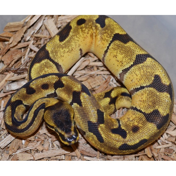 Coiled yellow and black patterned ball python resting on wood chips.