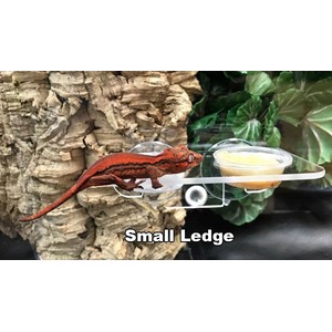 Red small lizard perched on a clear display arm with a yellow cup, against a cork background and green leaves.
