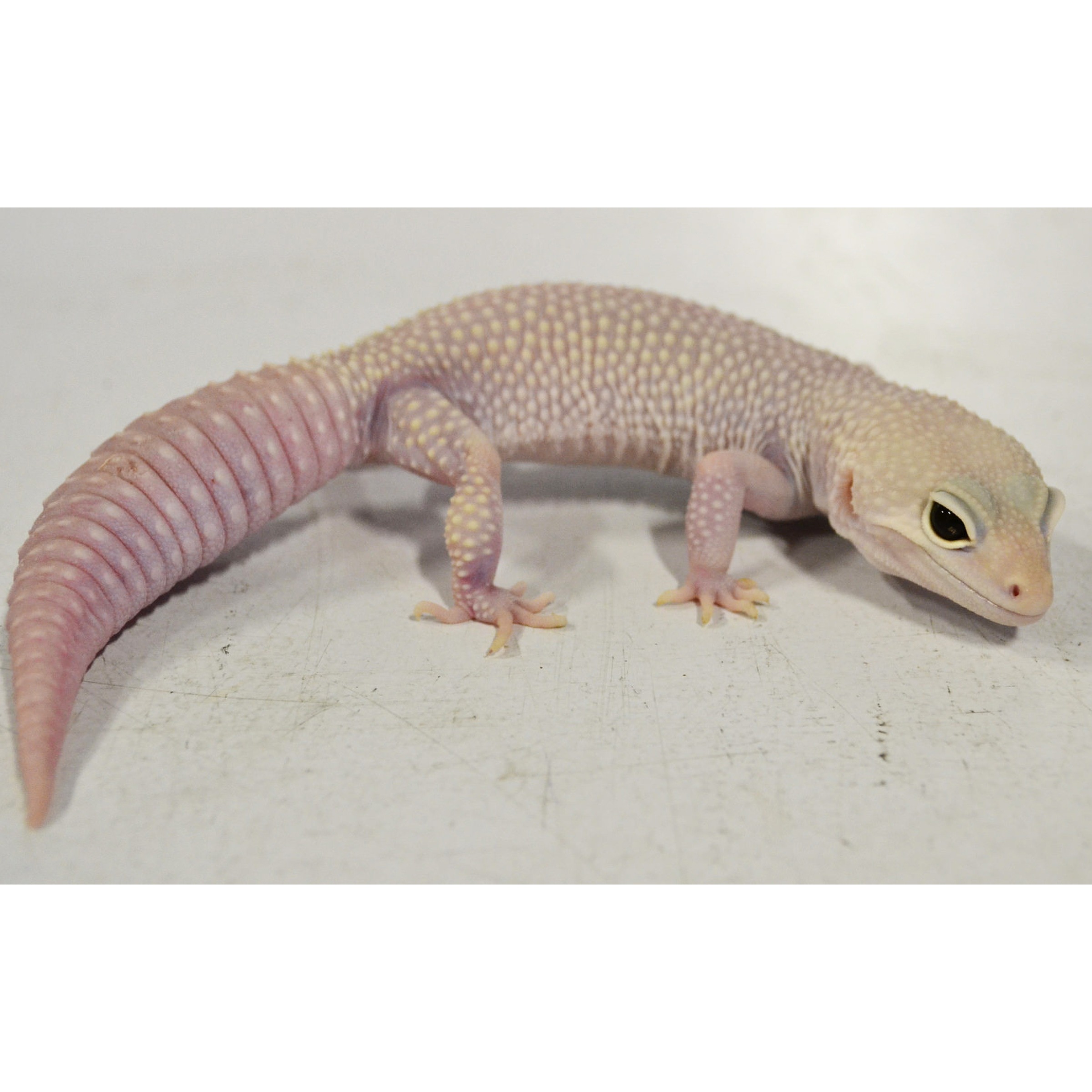 Adult Super RAPTOR Leopard Geckos | LLLReptile