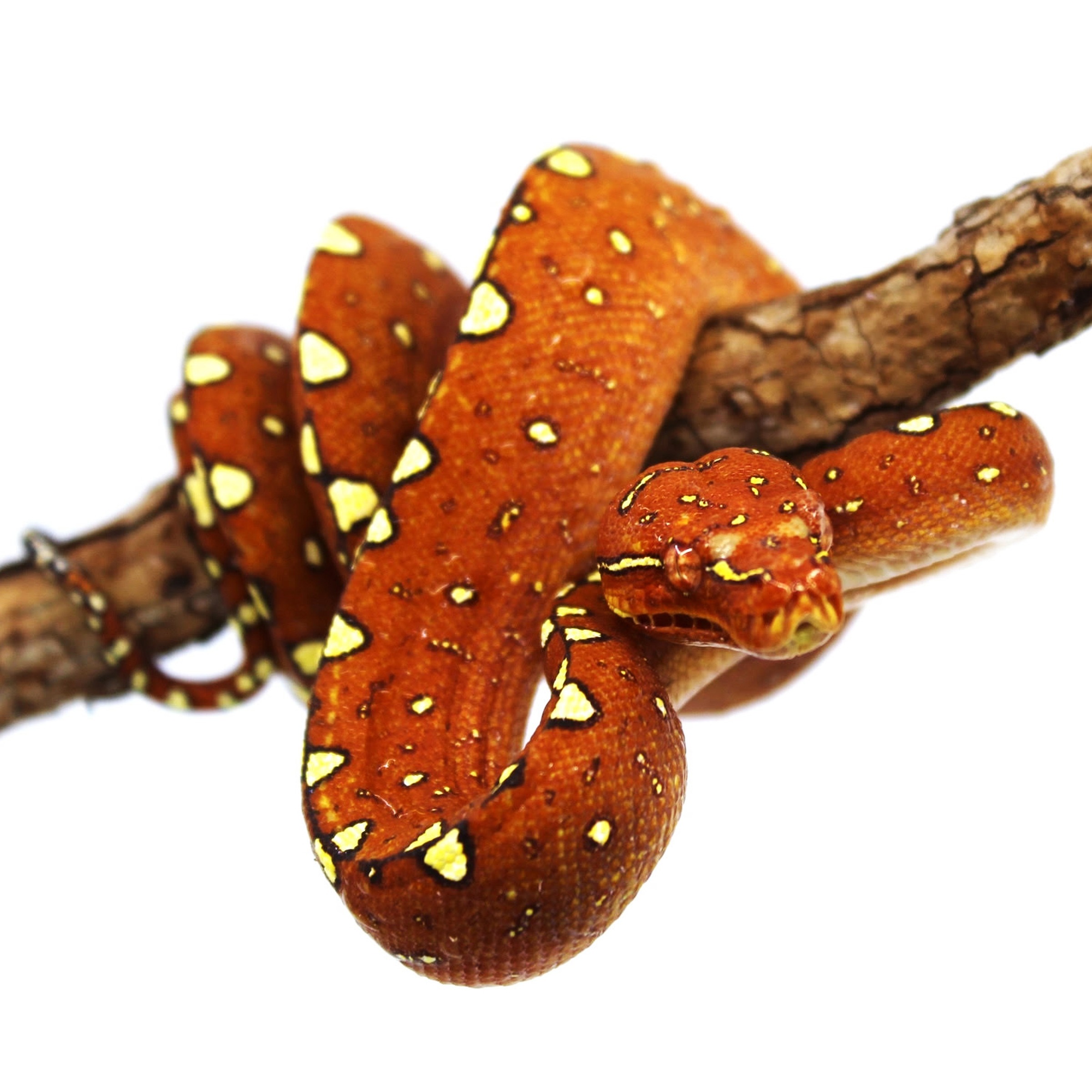 Red-orange patterned snake winding around a brown branch, with yellow irregular spots along its body.