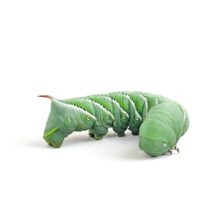 Green segmented caterpillar with small eyes on each body segment, lying on a white surface.