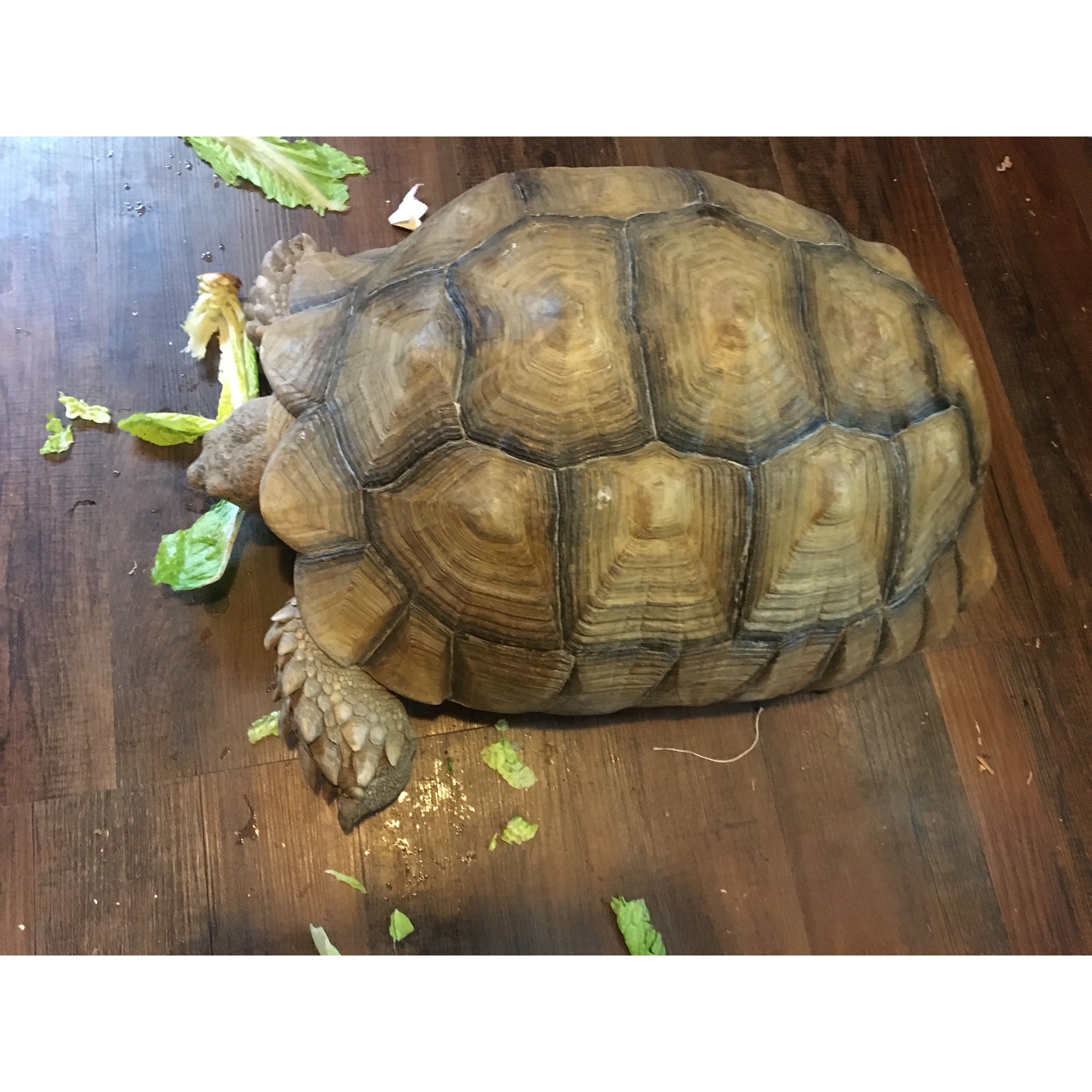 Adult Female Sulcata Tortoises | LLLReptile