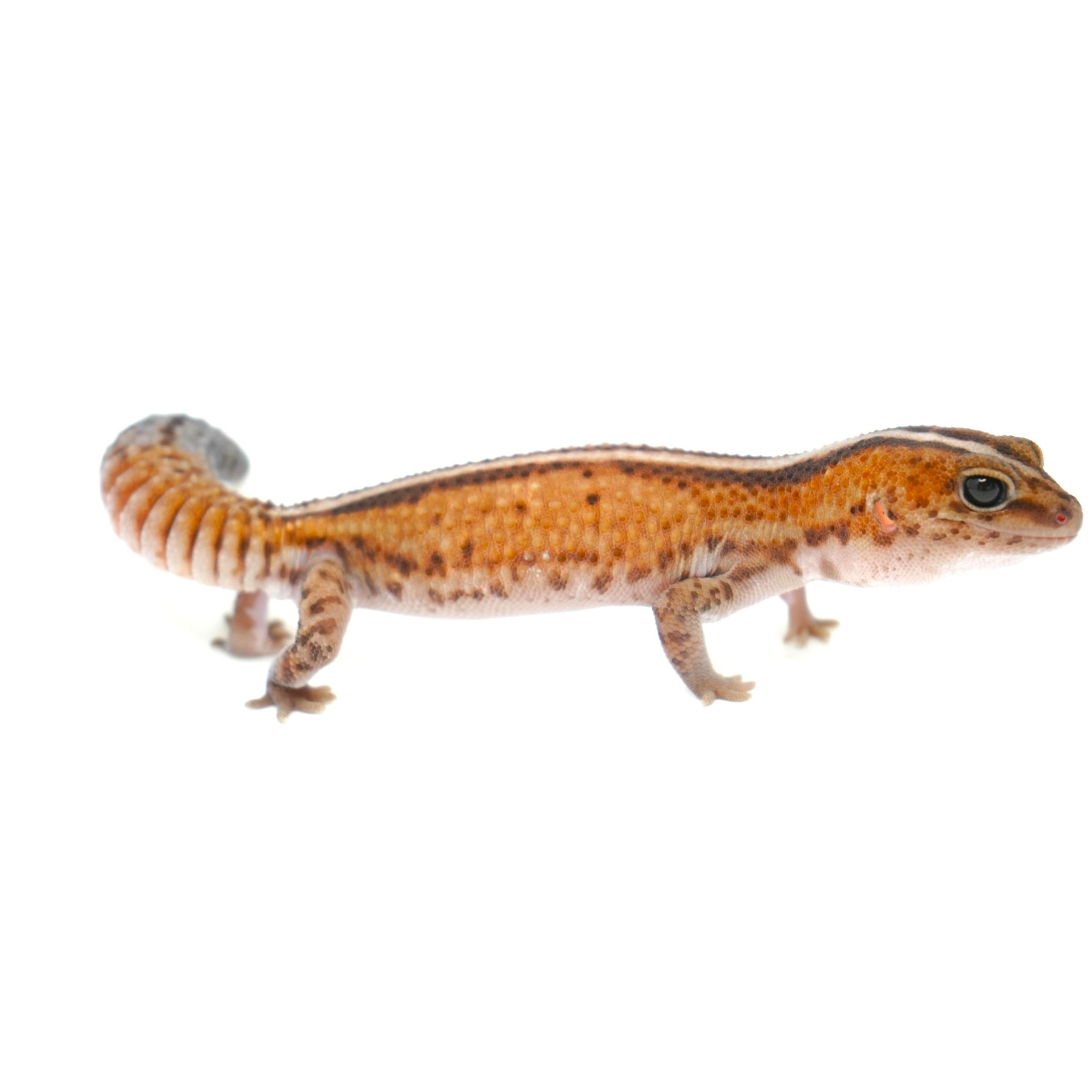 Leopard gecko with orange-brown spotted body, large dark eye, and curled tail.