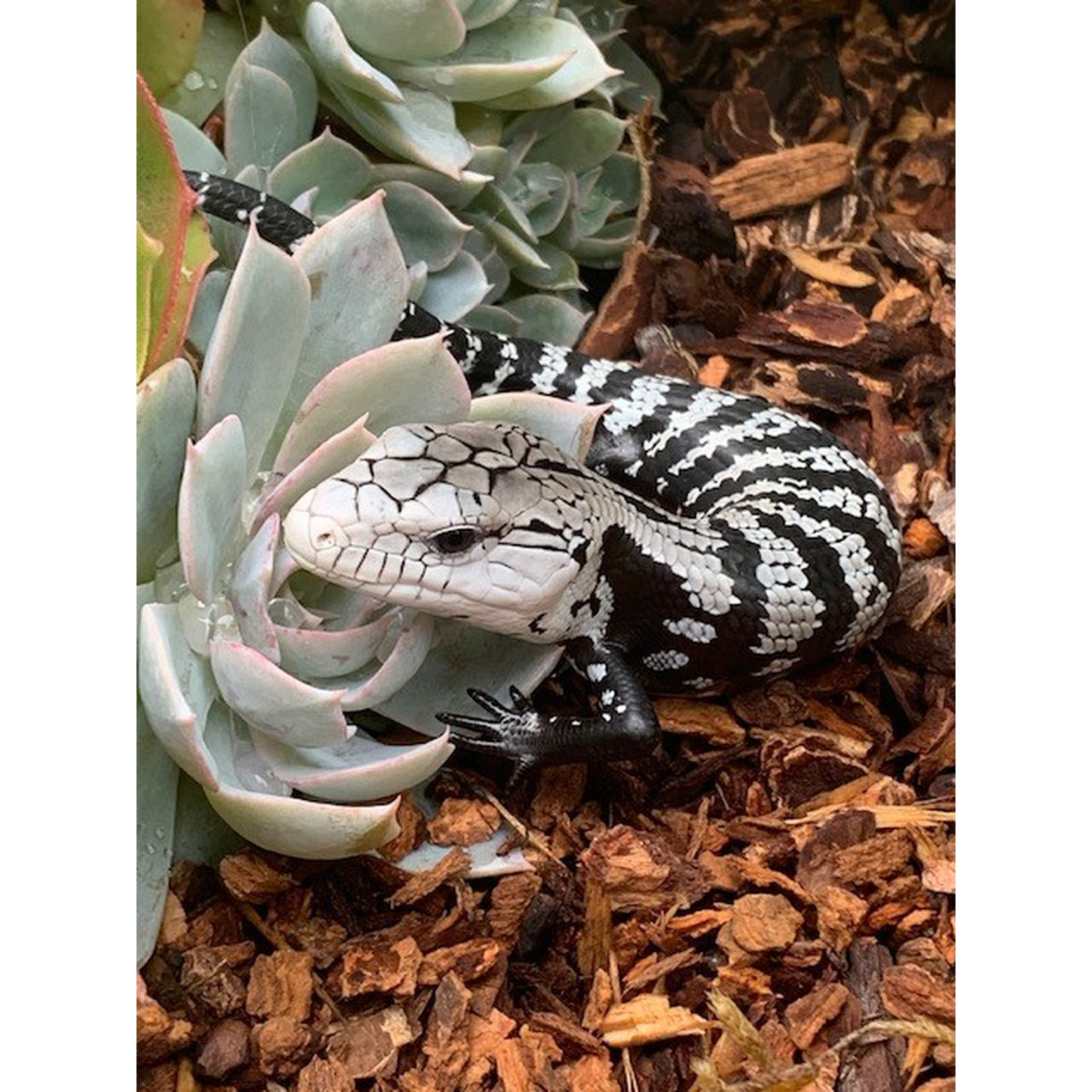 Lizard with a black-and-white banded pattern resting on mulch beside a succulent.