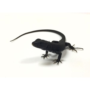 Small black lizard with a long tail on a white background, facing left.