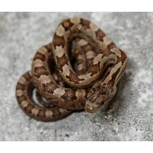 A small coiled brown patterned snake with red eyes resting on a gray concrete surface.