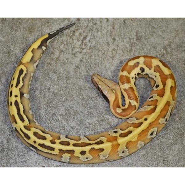 Coiled yellow-brown patterned python with dark blotches on a gray surface.