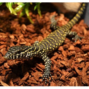 Spotted monitor lizard with yellow and black pattern crawling on brown mulch.