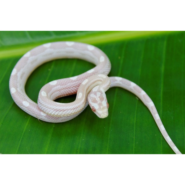 Albino snake with pale pink and white pattern coiled on a glossy green leaf.