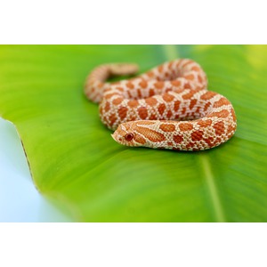 Orange and white patterned corn snake coiled on a bright green leaf.