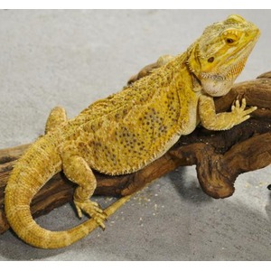 Bearded dragon resting on a curved piece of driftwood on a sandy surface.
