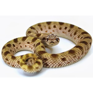 Coiled snake with brown blotches and pale yellow scales, facing the camera on a white background.