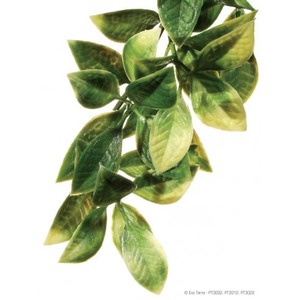 Trailing vine with variegated green and yellow leaves.