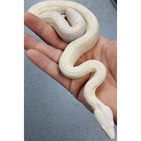 Cream-colored snake coiled on a person's hand.