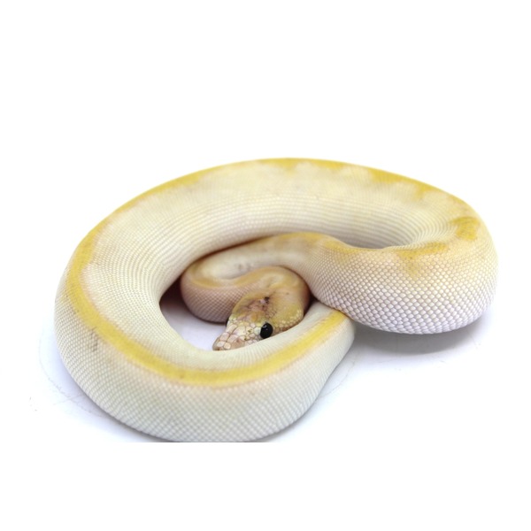 Baby Butter Enchi Champagne Ball Pythons | LLLReptile
