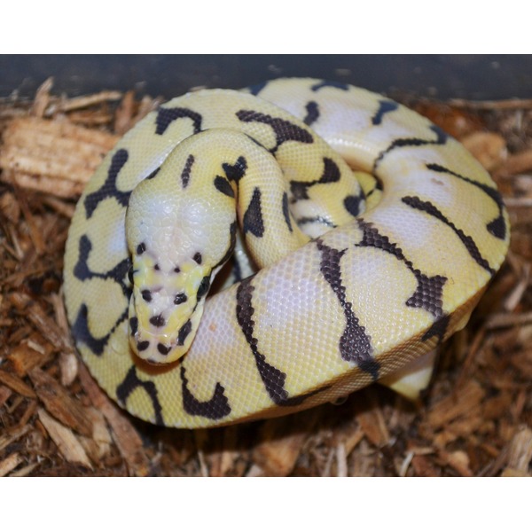 Coiled yellow ball python with black markings on wood-shavings substrate.