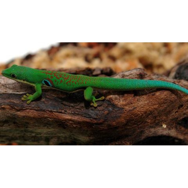 Green gecko with red markings and blue spots on its back, perched on a textured log.