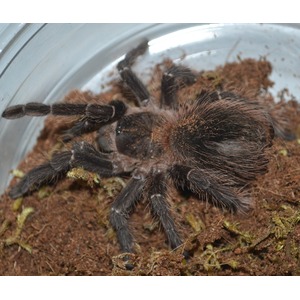 Large dark tarantula with long hairy legs inside a clear container on brown soil.