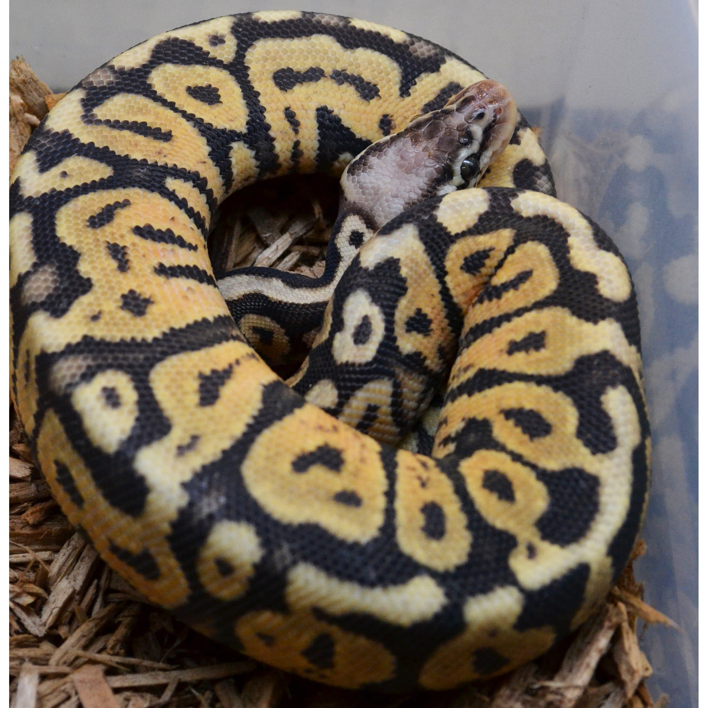 Coiled ball python with yellow and black markings, head slightly raised, resting on wood shavings.