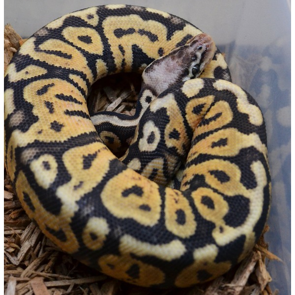 Coiled ball python with yellow and black markings, head slightly raised, resting on wood shavings.