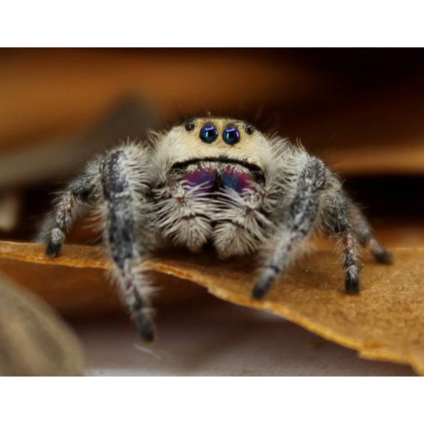 Furry jumping spider with bright blue eyes and iridescent purple face