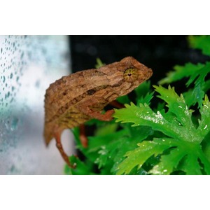 Brown camouflaged frog clinging to glass beside bright green foliage.
