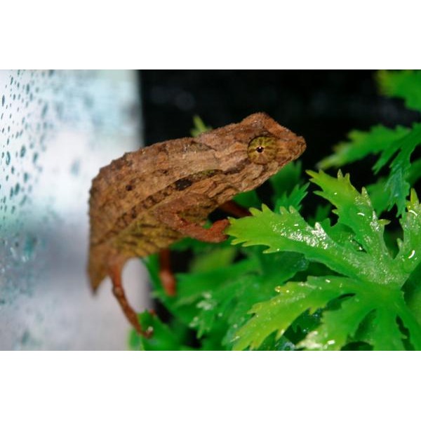 Brown camouflaged frog clinging to glass beside bright green foliage.