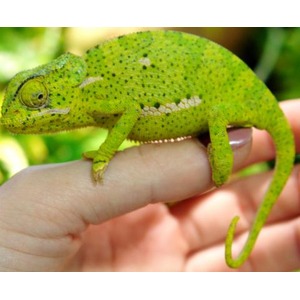 Bright green chameleon perched on a person's finger, with a curled tail and speckled textured skin.