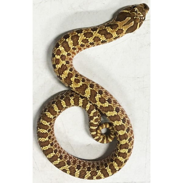 Brown and tan patterned snake coiled on a pale surface, head slightly raised.