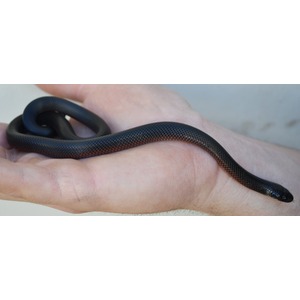 Small black snake with a reddish ventral edge resting on a person's hand.