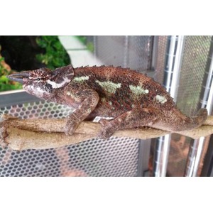 Brown and green chameleon with pale markings rests on a branch inside a mesh enclosure.