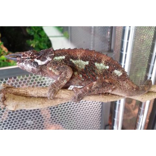 Brown and green chameleon with pale markings rests on a branch inside a mesh enclosure.