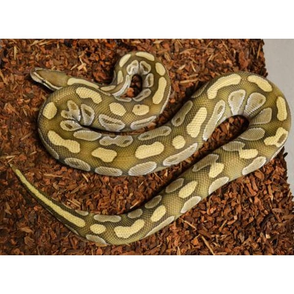 A greenish-yellow snake with pale blotches coiled on brown wood mulch.