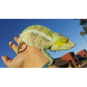 Colorful chameleon perched on a hand against a clear blue sky
