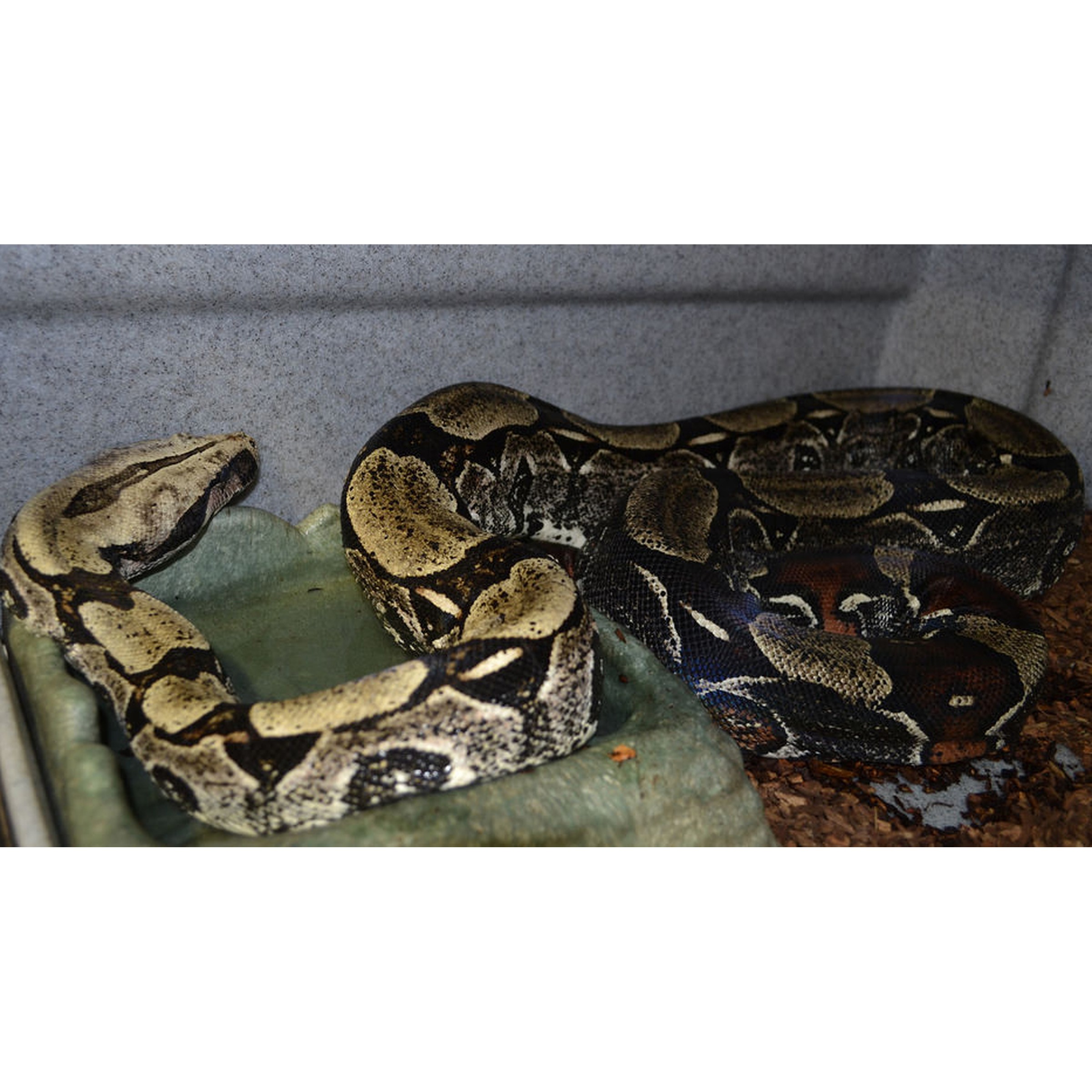 Adult Guyana Red Tailed Boas | LLLReptile