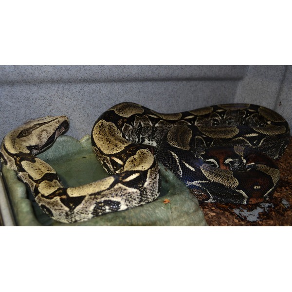 Adult Guyana Red Tailed Boas | LLLReptile